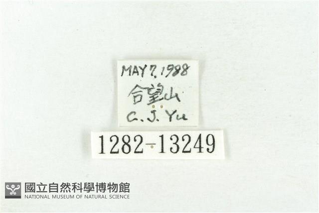 樹形尺蛾藏品圖，第3張