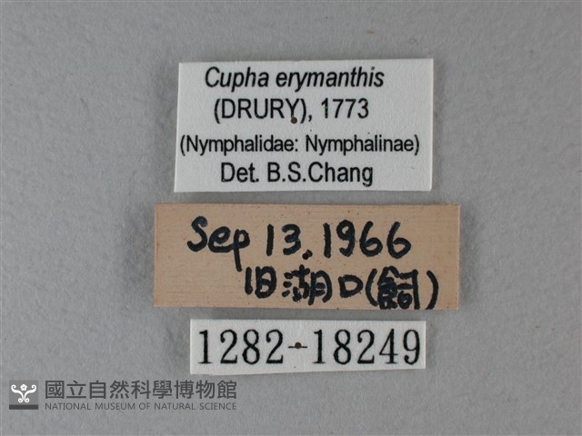 黃襟蛺蝶藏品圖，第3張