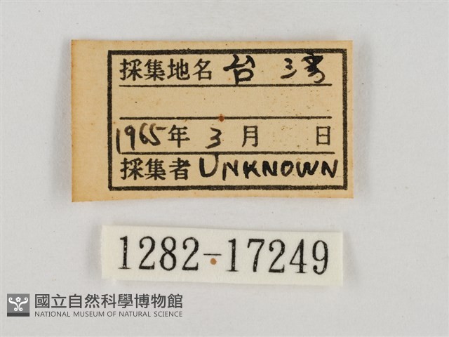 淡褐脈粉蝶藏品圖，第3張