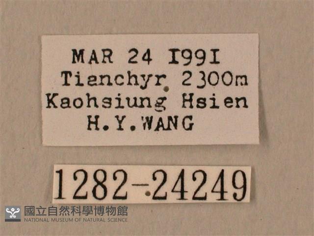 棕綠背線天蛾藏品圖，第3張