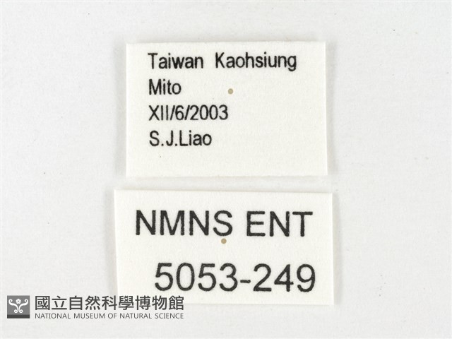 鑲邊尖粉蝶藏品圖，第3張