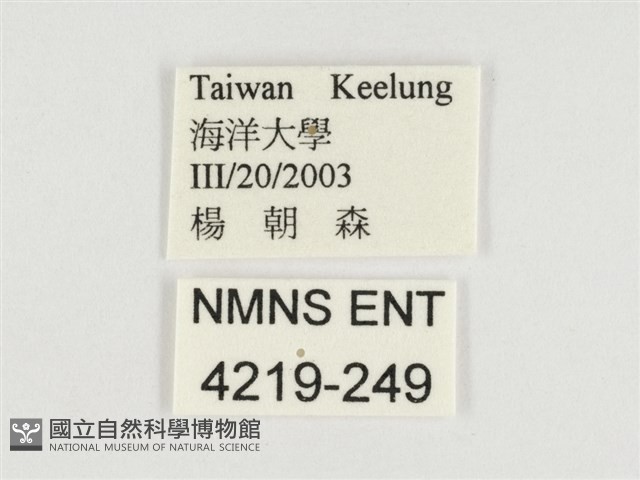 串珠環蝶藏品圖，第3張