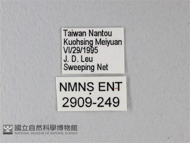 橙端粉蝶、端紅蝶藏品圖，第3張