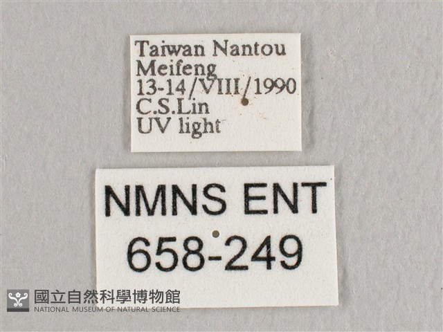 銀端帶鉤蛾藏品圖，第3張