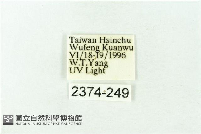 赭新污燈蛾藏品圖，第3張