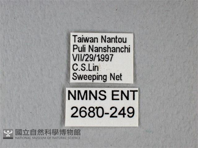 異粉蝶、雌白黃蝶藏品圖，第3張