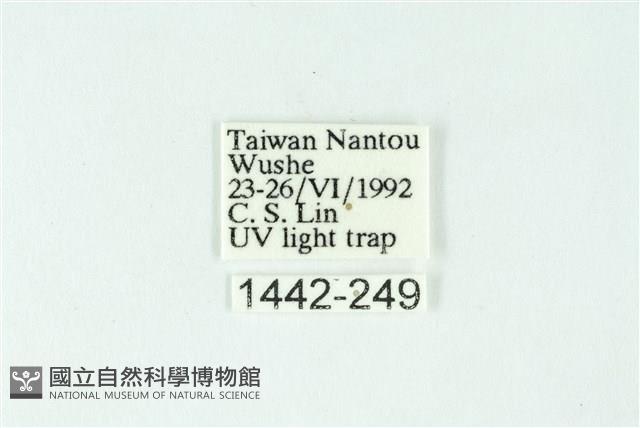 三色豔苔蛾藏品圖，第3張