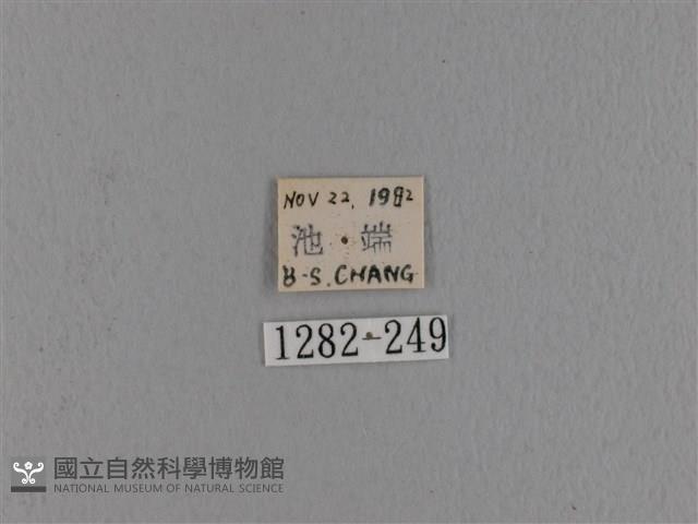 波紋枯葉蛾藏品圖，第3張