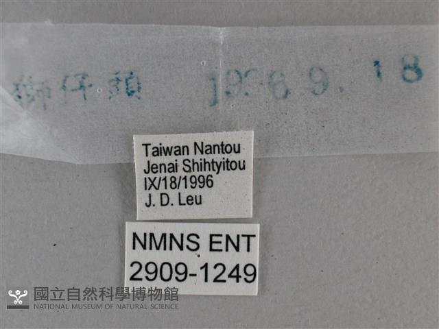 黃星弄蝶藏品圖，第3張