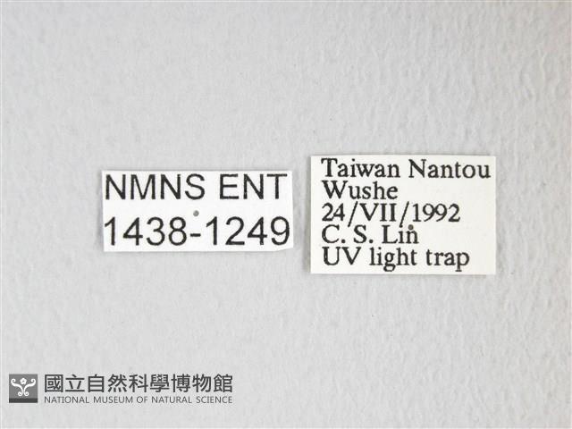 圓翅大鉤蛾藏品圖，第3張