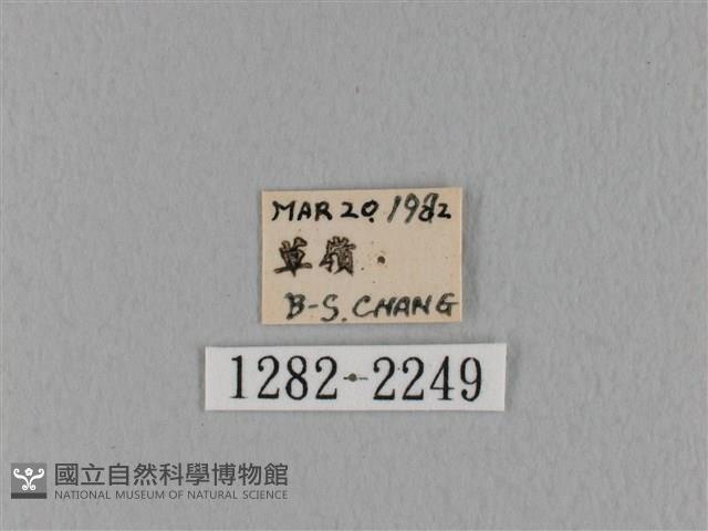 鋸緣枯葉蛾藏品圖，第3張