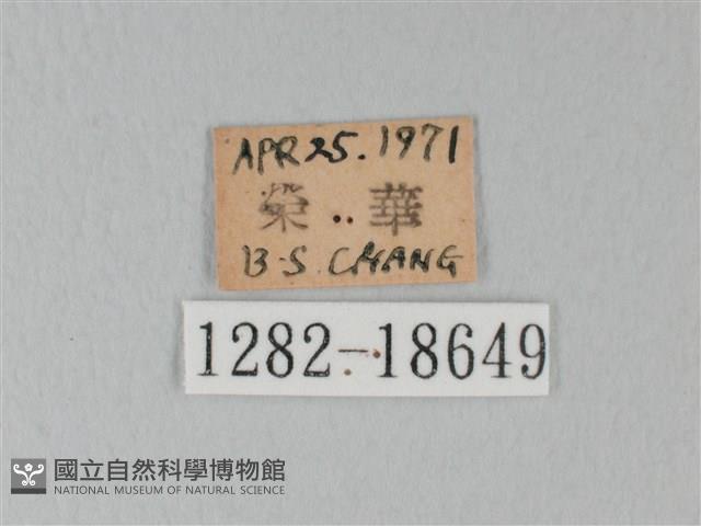 日本紫灰蝶藏品圖，第3張