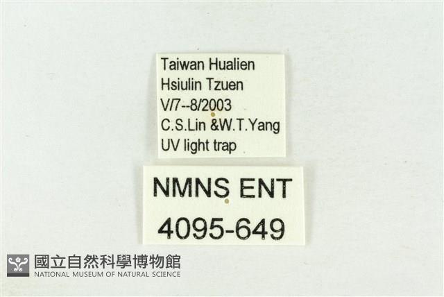 棍棒污燈蛾藏品圖，第3張