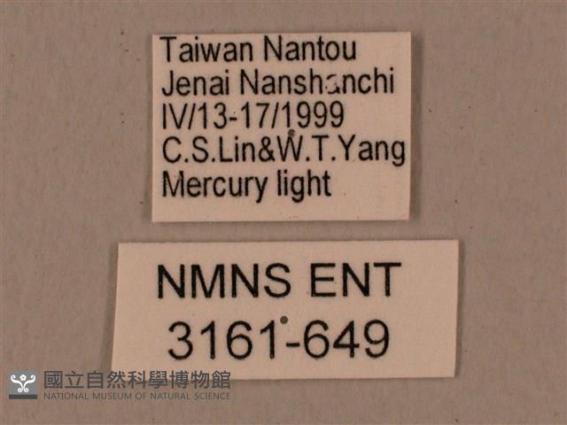 背中白天蛾藏品圖，第3張