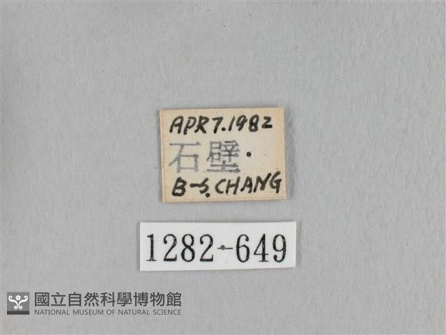 淡紋斜帶枯葉蛾藏品圖，第3張