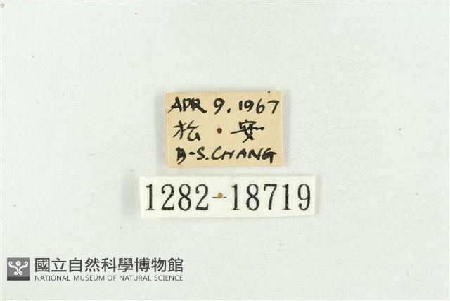 堇彩燕灰蝶藏品圖，第3張