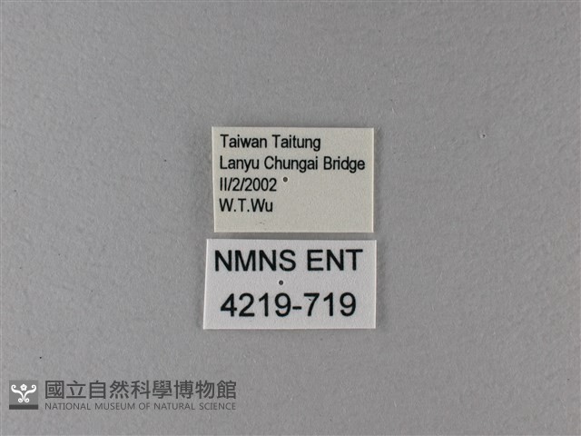 大絹斑蝶藏品圖，第3張