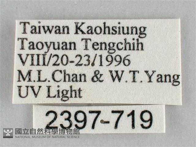 枯葉尺蛾藏品圖，第3張