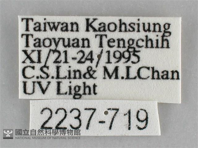 大胡麻斑星尺蛾藏品圖，第3張