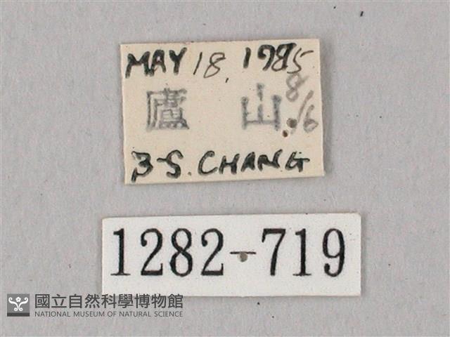 粗斜紋天蛾藏品圖，第3張