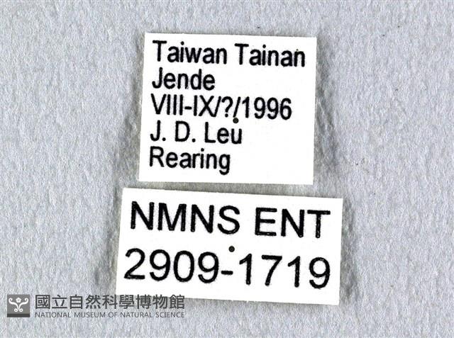 花鳳蝶、無尾鳳蝶藏品圖，第3張