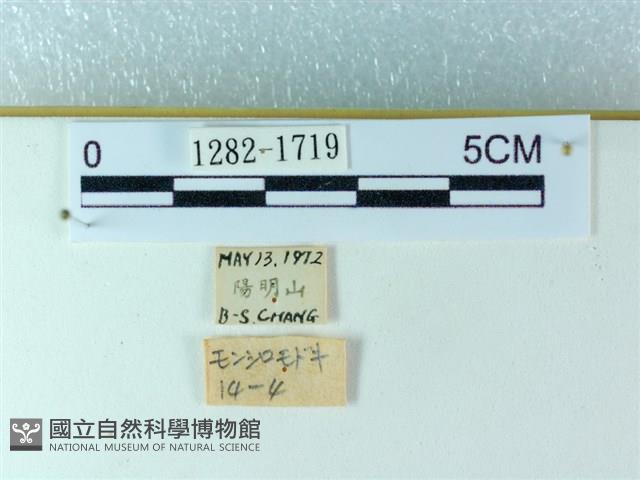 粉蝶燈蛾藏品圖，第3張