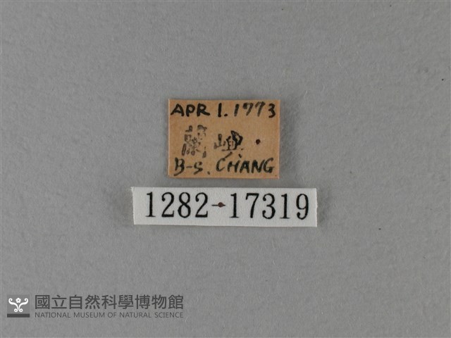 大白斑蝶藏品圖，第3張