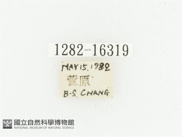 偽橫斑黑花金龜藏品圖，第2張