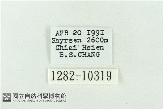 臺美波紋蛾藏品圖，第3張