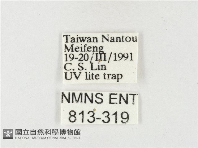 紋黃粉蝶藏品圖，第3張