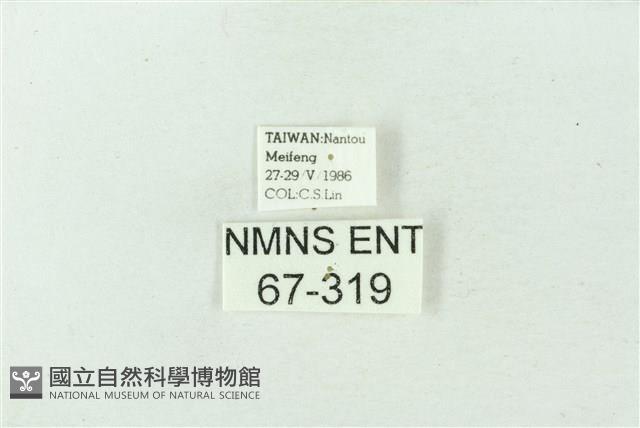 臺雪苔蛾藏品圖，第3張