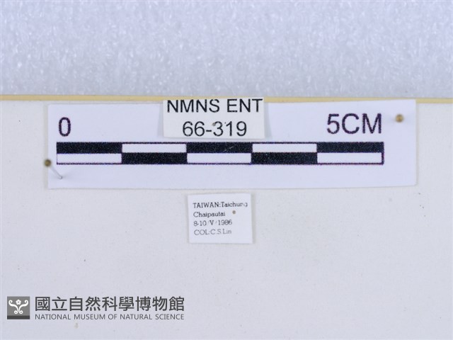 巨網燈蛾藏品圖，第3張