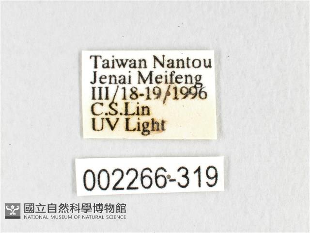 銀肩枯葉蛾藏品圖，第3張