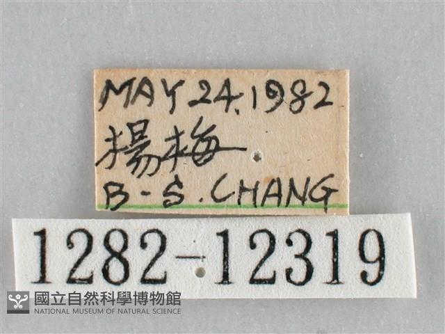 橙帶藍尺蛾藏品圖，第3張