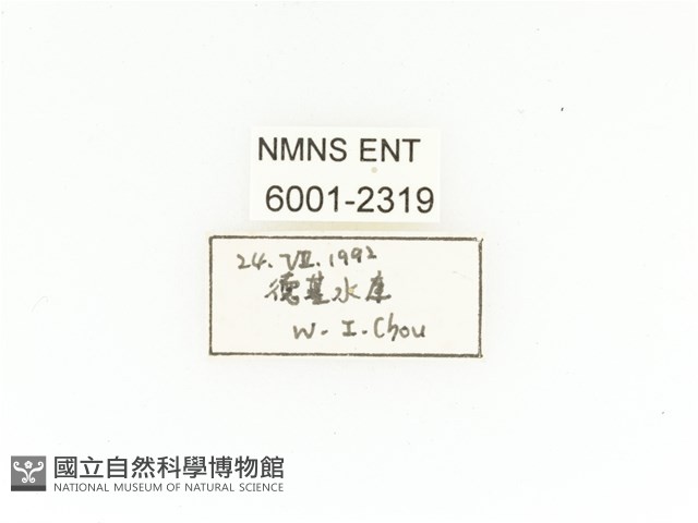 臺灣扇角金龜藏品圖，第2張