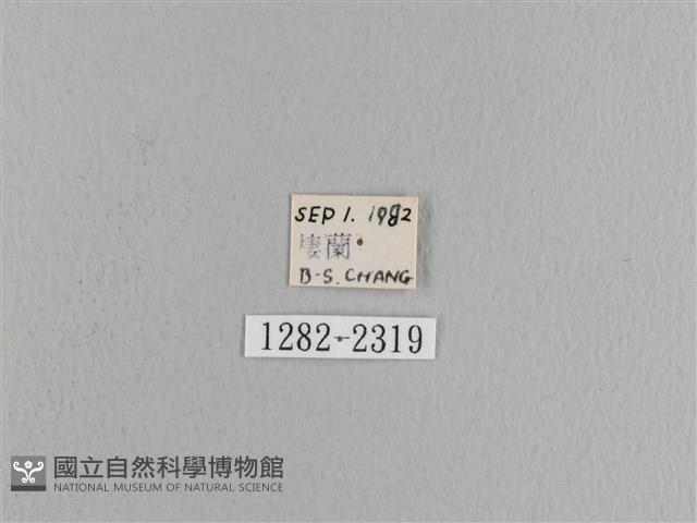 松大毛蟲藏品圖，第3張