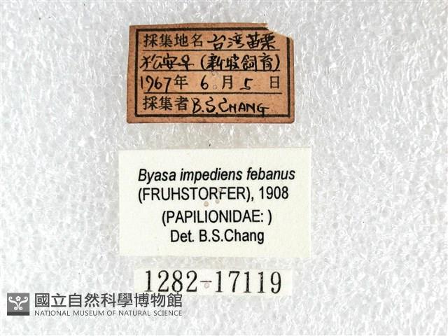 長尾麝鳳蝶藏品圖，第3張