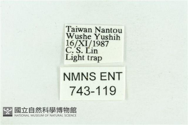 粉紅帶散紋夜蛾藏品圖，第3張