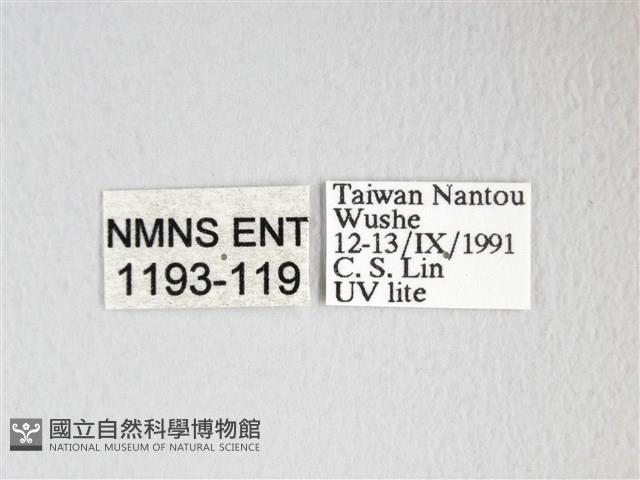 圓翅大鉤蛾藏品圖，第3張