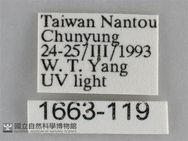 澄線尺蛾藏品圖，第3張