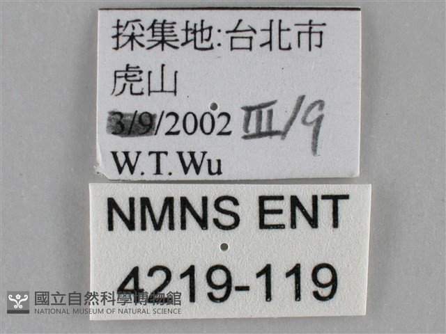 紫俳線蛺蝶藏品圖，第3張