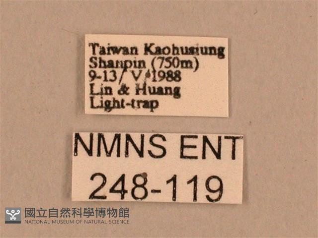 背線天蛾藏品圖，第3張