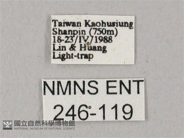 白點天蛾 藏品圖，第3張