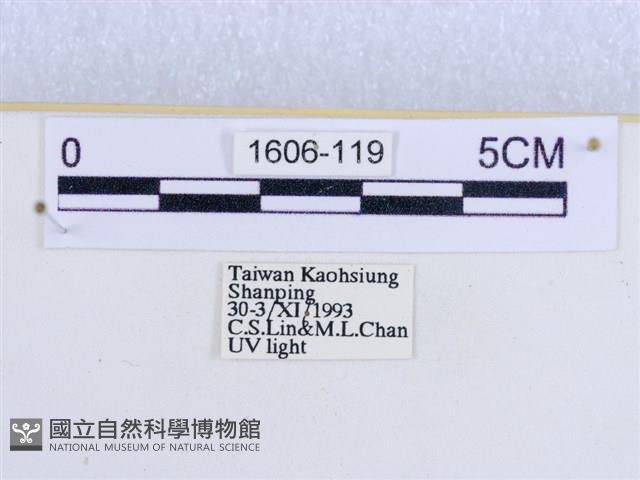 閃光苔蛾藏品圖，第3張