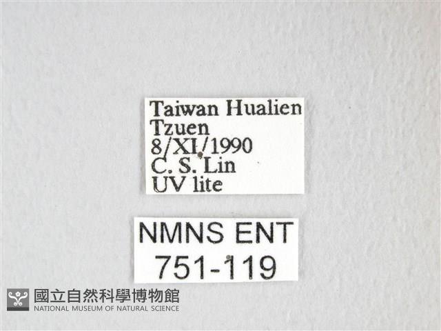 彌新冥枯葉蛾藏品圖，第3張