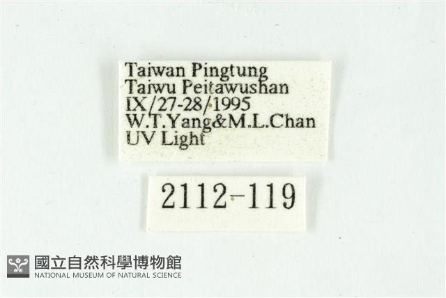 白斑散紋夜蛾藏品圖，第3張