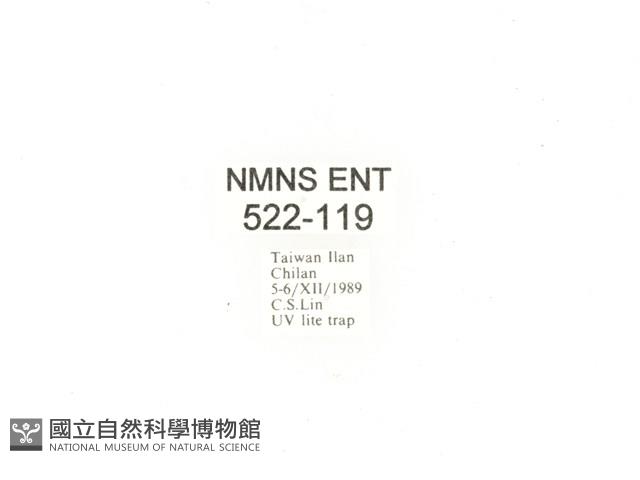 毛翅騷金龜藏品圖，第2張