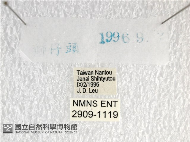 白弄蝶藏品圖，第3張