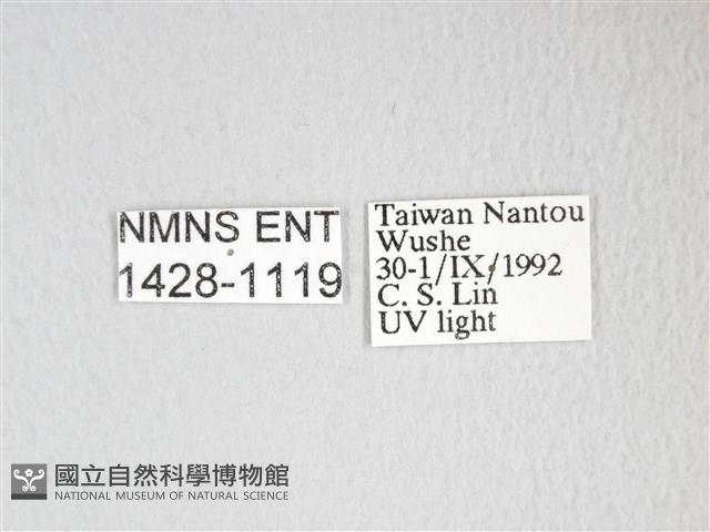 圓翅大鉤蛾藏品圖，第3張