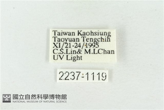 寬帶波紋蛾藏品圖，第3張